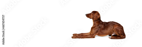 Fototapeta Naklejka Na Ścianę i Meble -  Purebred dog, beautiful Irish red setter lying on floor, following commands isolated on white background. Concept of domestic animal, dogs, breed, beauty, vet, pet. Copy space for ad. Banner