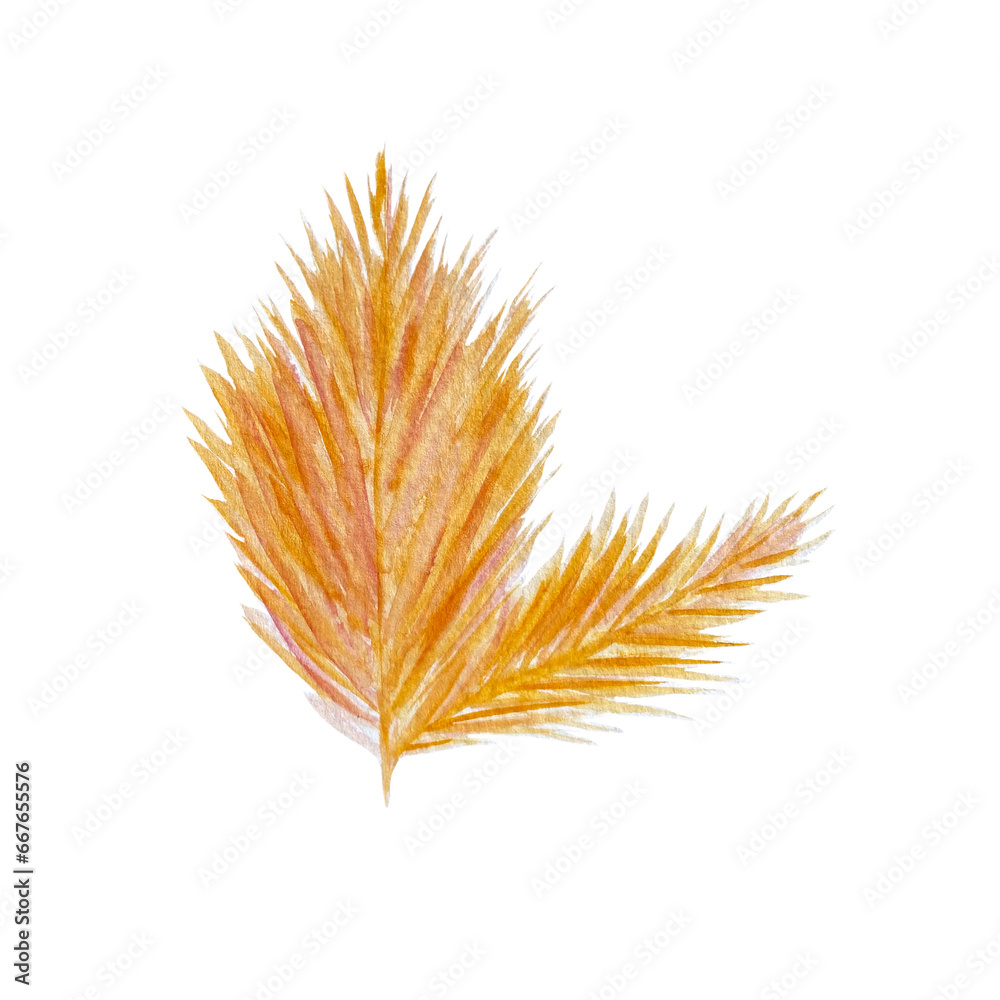 Watercolor callitamnion isolated on white