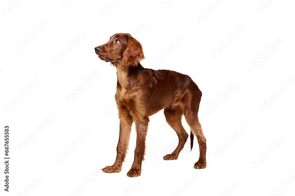 Brown haired, purebred, beautiful and calm dog, Irish red setter standing isolated on white background. Concept of domestic animal, dogs, breed, beauty, vet, pet. Copy space for ad