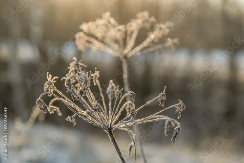 Frost on the plants in a sunset light. Shallow depth of field.