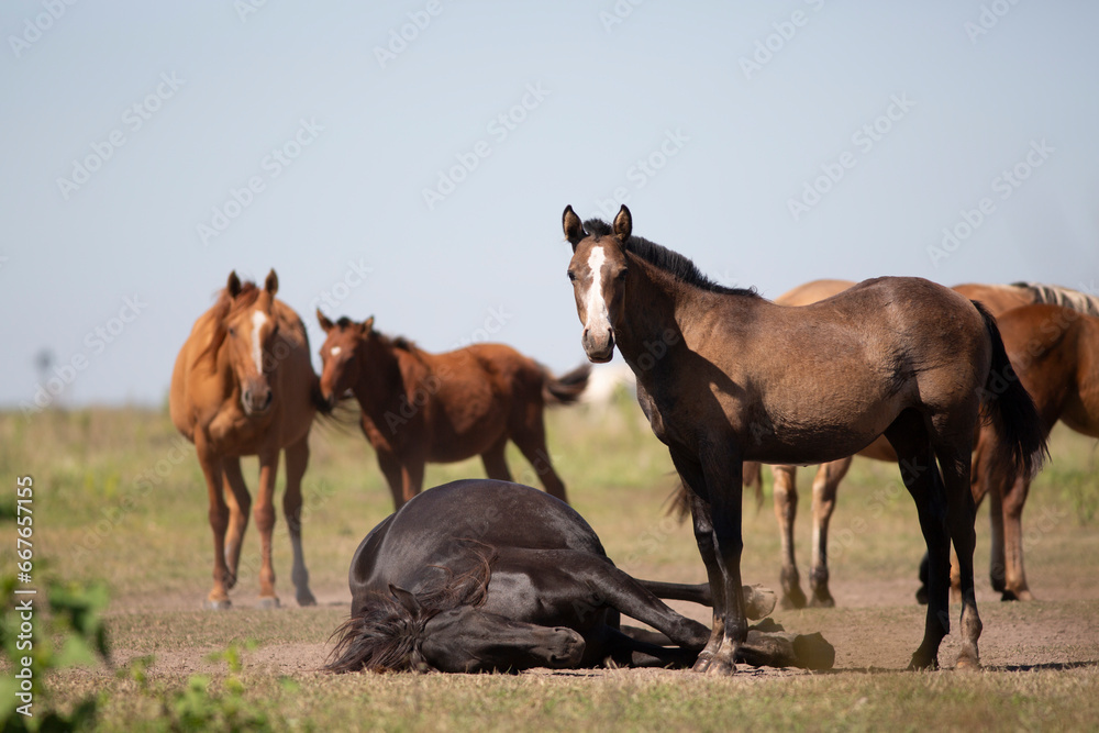 great and amazing horses of argentina