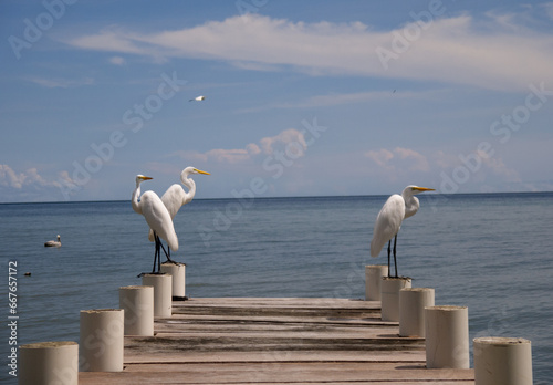 Great egret at the pier