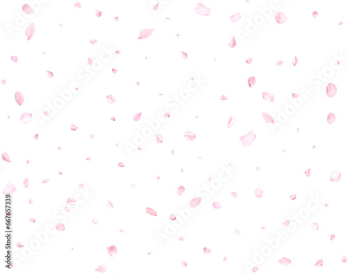 Realistic pink sakura petals.