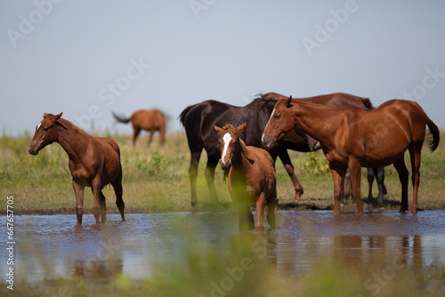 Amazing and great horses of argentina