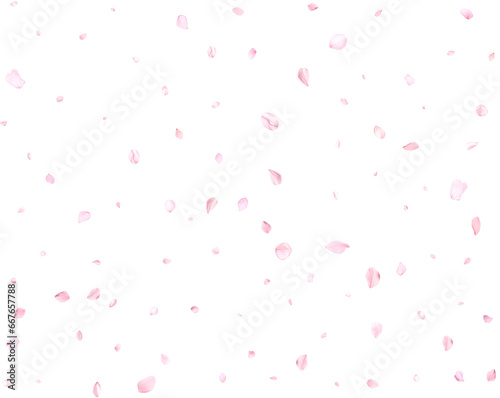 Realistic pink sakura petals.