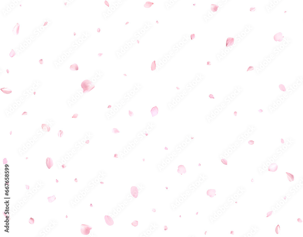 Realistic sakura or cherry petals.
