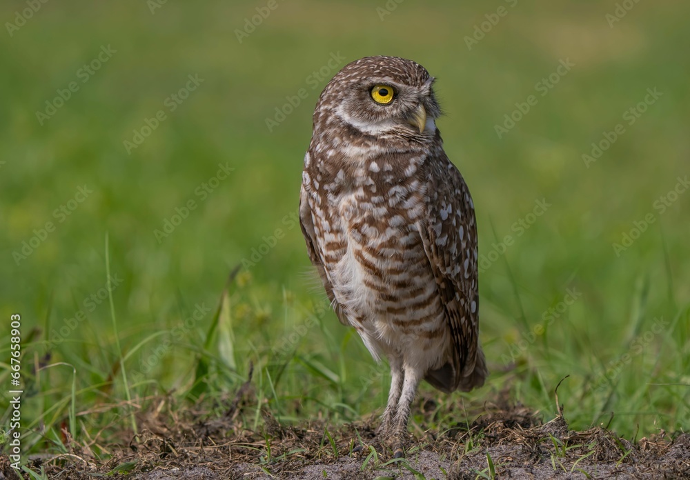 a little owl that is standing on top of a field a little owl that is standing on top of a field