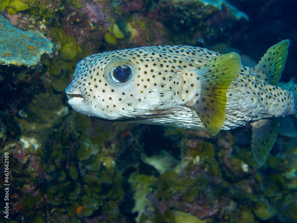 Igelfisch am Riff von Bonaire Igelfisch am Riff von Bonaire