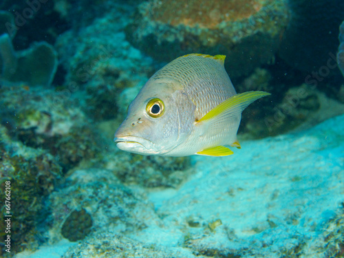 Grunzer am Riff von Bonaire