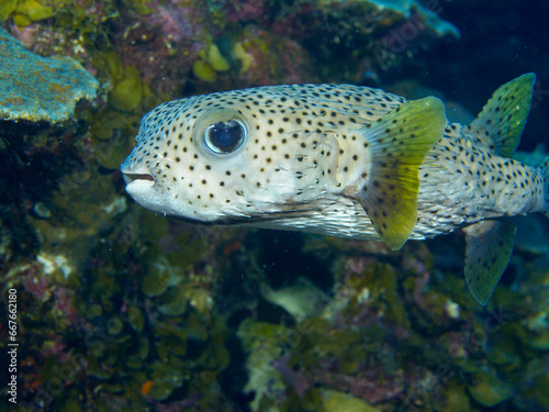 Igelfisch am Riff von Bonaire