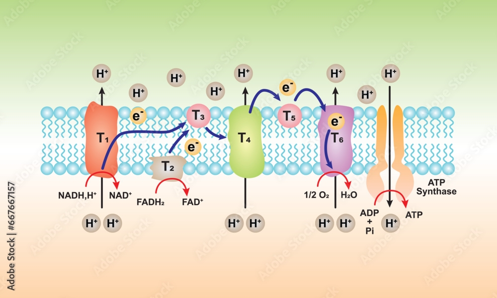 Electron Transport and Oxidative Phosphorylation Scientific Design. Vector Illustration. - obrazy, fototapety, plakaty 