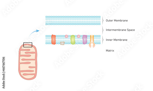 Mitochondria Membranes Structure Scientific Design. Vector Illustration.