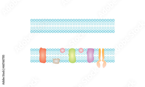 Mitochondria Membranes Structure Scientific Design. Vector Illustration.
