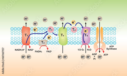 Electron Transport and Oxidative Phosphorylation Scientific Design. Vector Illustration.