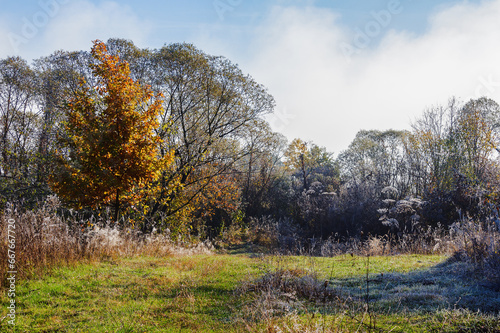 deciduous trees in hoarfrost and fog. mountainous countryside landscape on a sunny morning in autumn