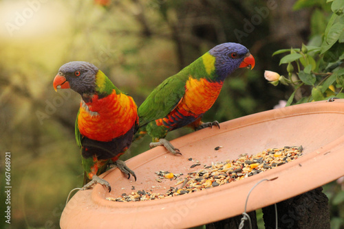 Two rainbow lorikeets on a bird feeder photo