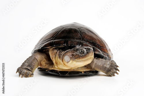 Westafrikanische Klappbrust-Pelomedusenschildkröte // West African mud turtle (Pelusios castaneus)