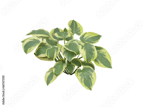 Hosta variegata PNG 