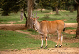 Eland du cap, Common eland, Taurotragus oryx, Parc national de Maralal, Kenya