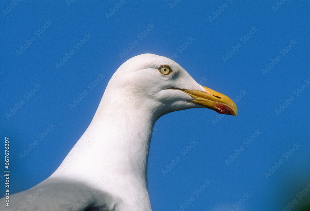 Goéland argenté,.Larus argentatus, European Herring Gull Goéland argenté,.Larus argentatus, European Herring Gull
