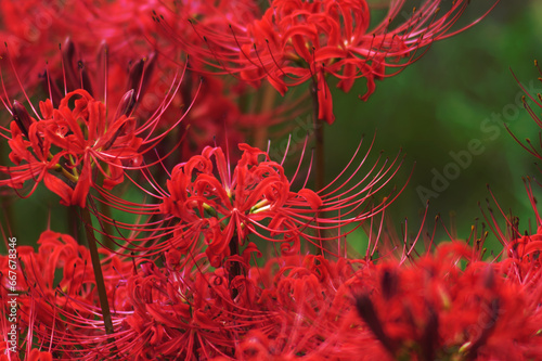 Licorice red flowers in full bloom, higanbana, spider lily
