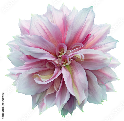Pink  dahlia. Flower on  isolated background with clipping path.  For design.  Closeup. Transparent background.  Top view.  Nature.