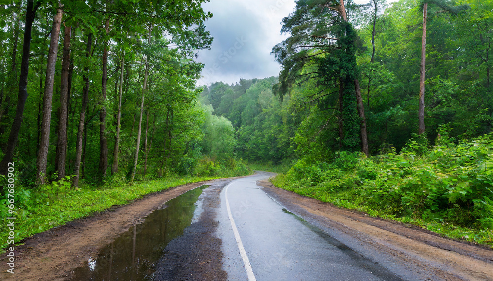 road in green forest after rain road in green forest after rain