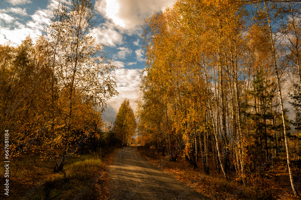 Obraz premium Dirt road in an autumn birch forest. Beautiful sunny day