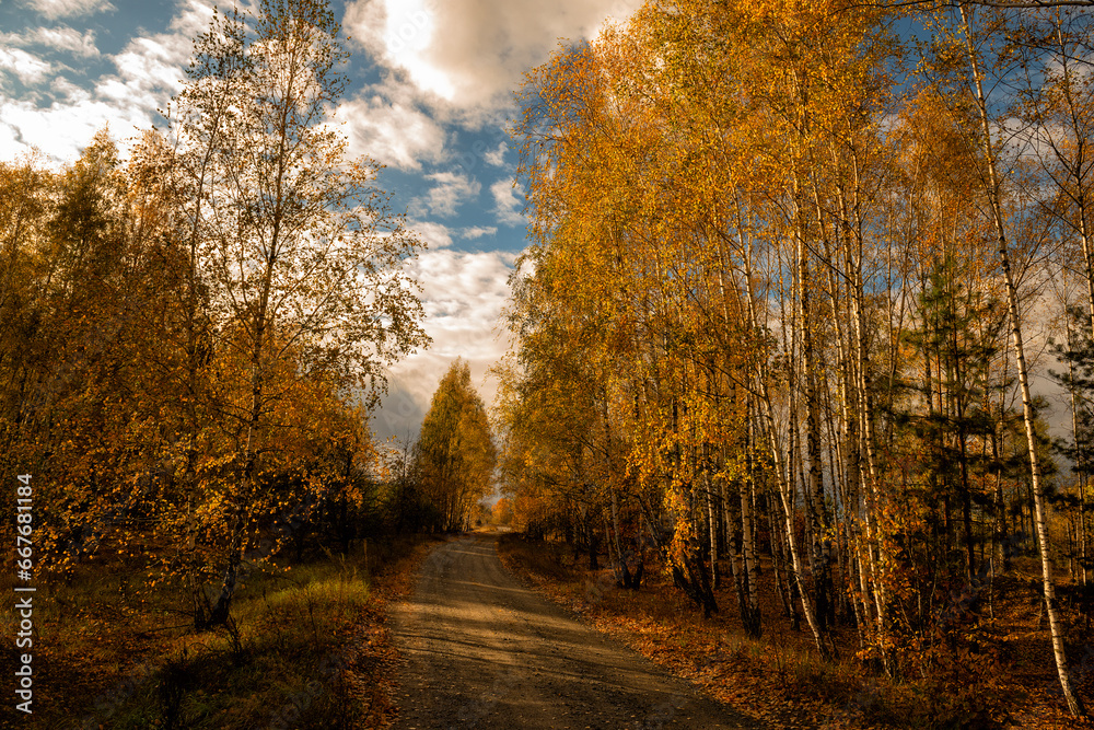 Dirt road in an autumn birch forest. Beautiful sunny day