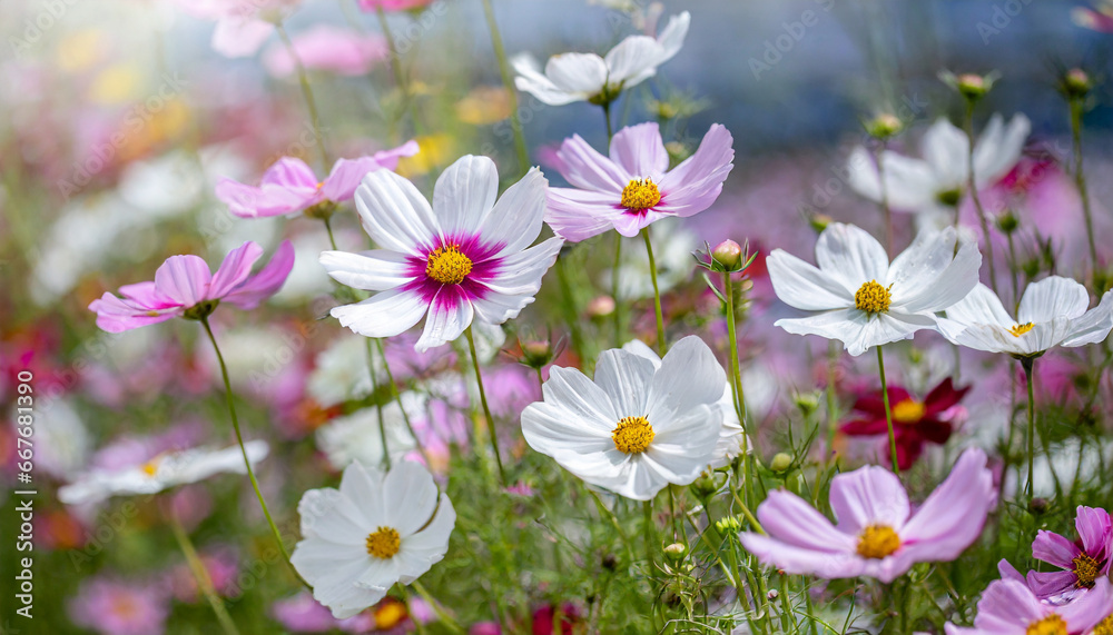 Fototapeta premium beautiful field of cosmos flower in a meadow in nature in the rays of sunlight in summer in the spring close up of a macro a picturesque colorful artistic image with a soft focus