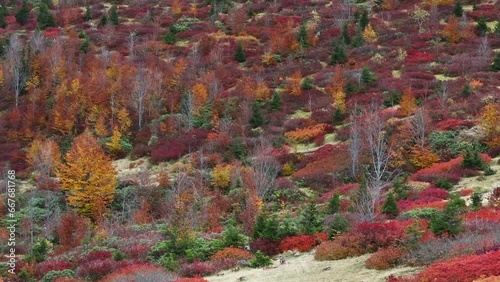 Autumn colors in the mountains
Autumn and flock of sheep in the mountains