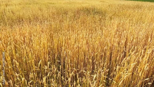 golden ears of wheat are swaying in the wind in the field. Autumn harvest time
