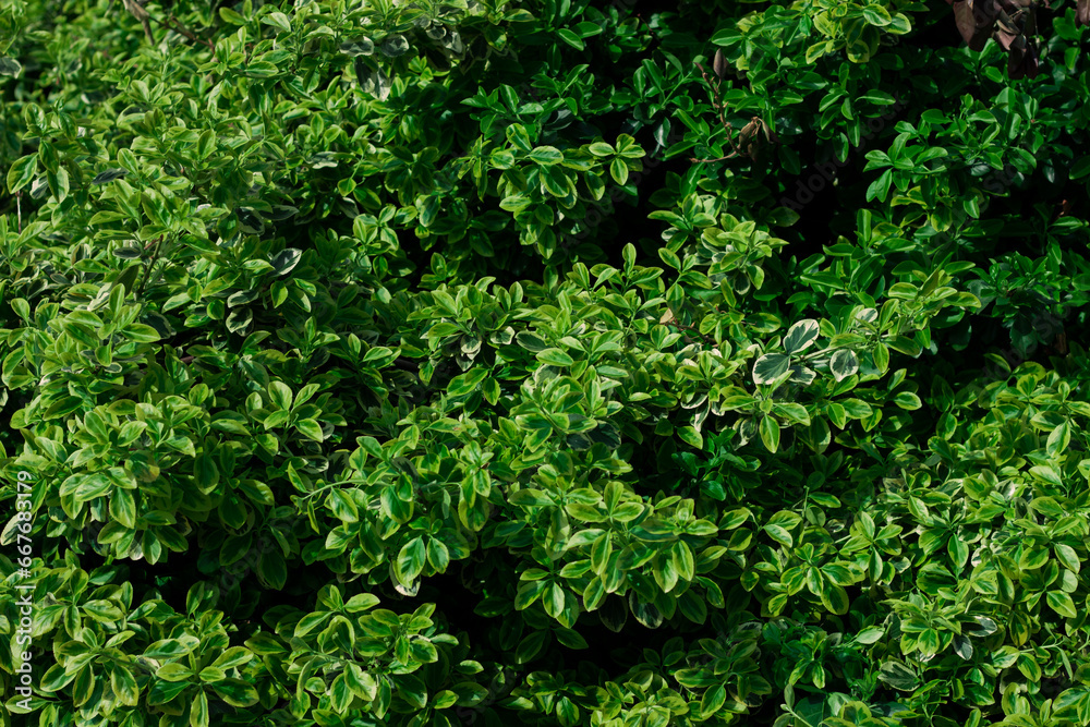 A close-up of a hedge. Bushes, green leaves, lush greenery backyard nature background A close-up of a hedge. Bushes, green leaves, lush greenery backyard nature background