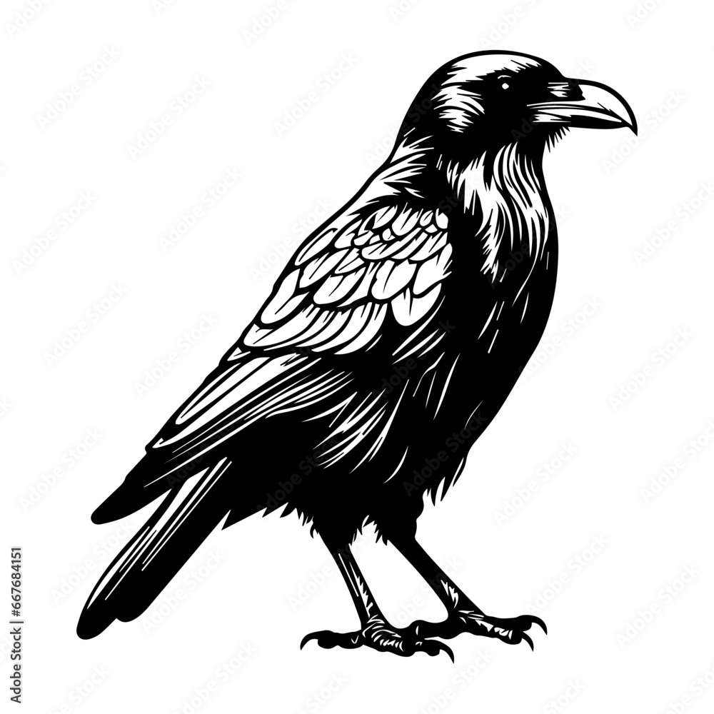 Obraz premium black raven bird in different poses cartoon crow design flat vector animal illustration isolated on white background.