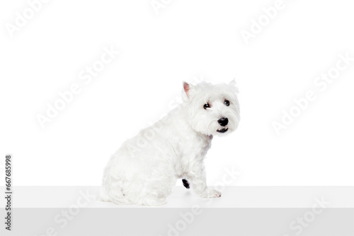 Funny, adorable, calm dog, purebred west highland white terrier isolated on white studio background