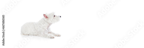Curious, smart, calm, little purebred dog, west highland white terrier isolated on white studio background