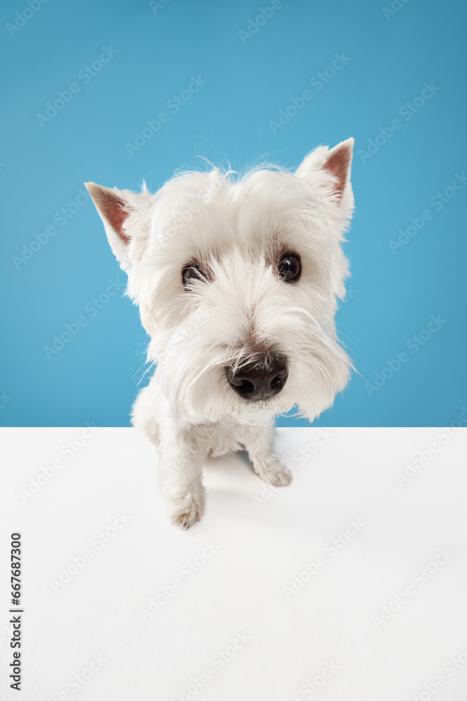 Close-up muzzle of adorable, funny dog, purebred west highland white terrier looking at camera isolated on blue studio background Close-up muzzle of adorable, funny dog, purebred west highland white terrier looking at camera isolated on blue studio background
