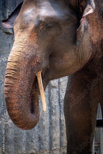 Sumatran elephants at Ragunan Wildlife Park.