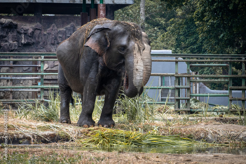 Sumatran elephants at Ragunan Wildlife Park.