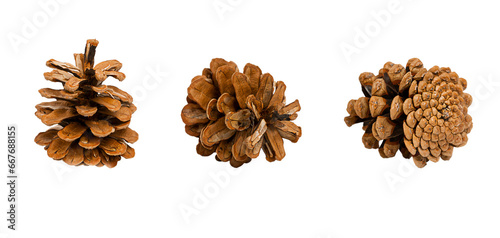 Set of pine fir cones isolated on trasparent background