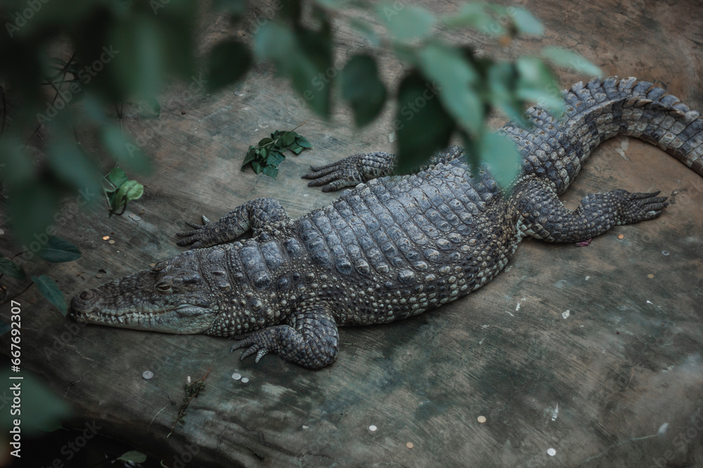 Top view of a crocodile resting on the ground