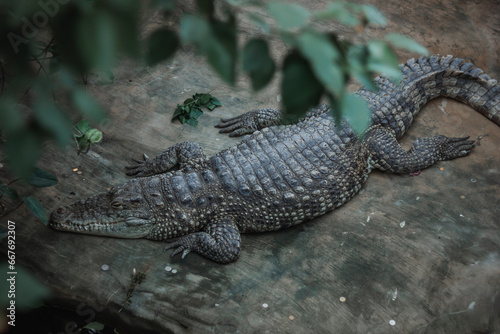Top view of a crocodile resting on the ground