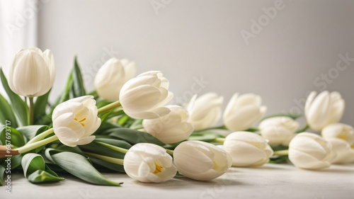 White tulips  spring holidays  light background.