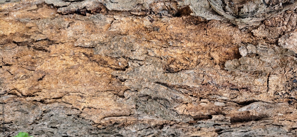 Close-up photo of brown bark with cracks Close-up photo of brown bark with cracks