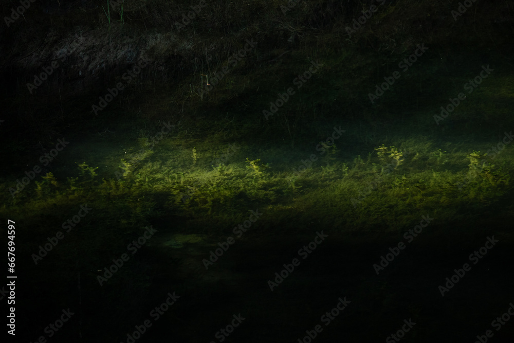 Slime grass and seaweed in the water lit by the morning sunlight.