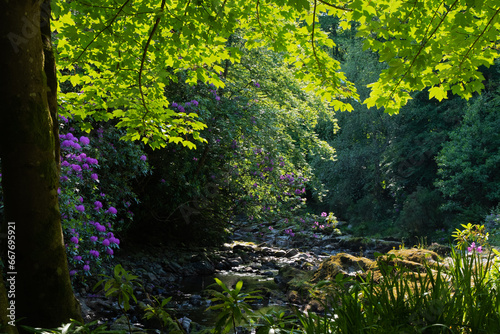 Northen Ireland tree and nature