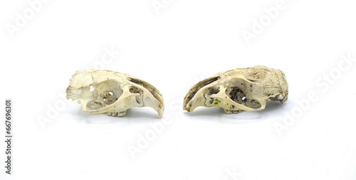 rat mice or rodent old remains of skull bone found in the woods, isolated on white background side profile view showing sutures, large front teeth visible for chewing © Chase D’Animulls