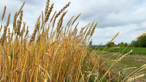 golden ears of wheat are swaying in the wind in a field along a country road. Autumn harvest time