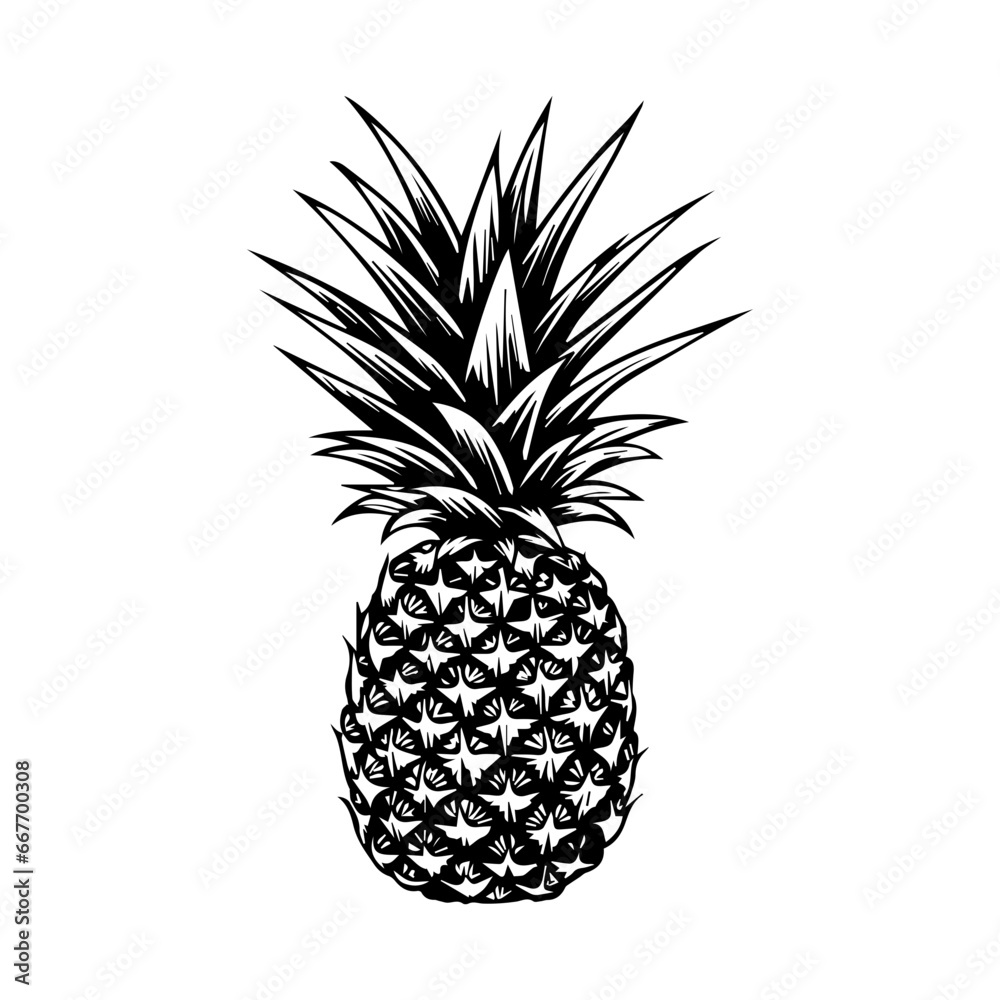 Obraz premium pineapple fruit. Vector black and white illustration.