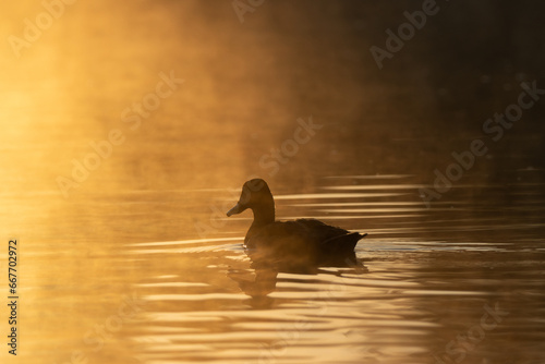 duck on the lake